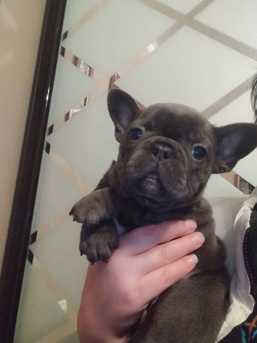 Хлопчик і дівчинка бульдожки