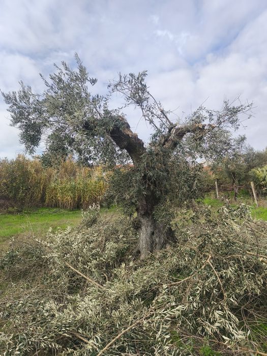 Limpeza de oliveiras