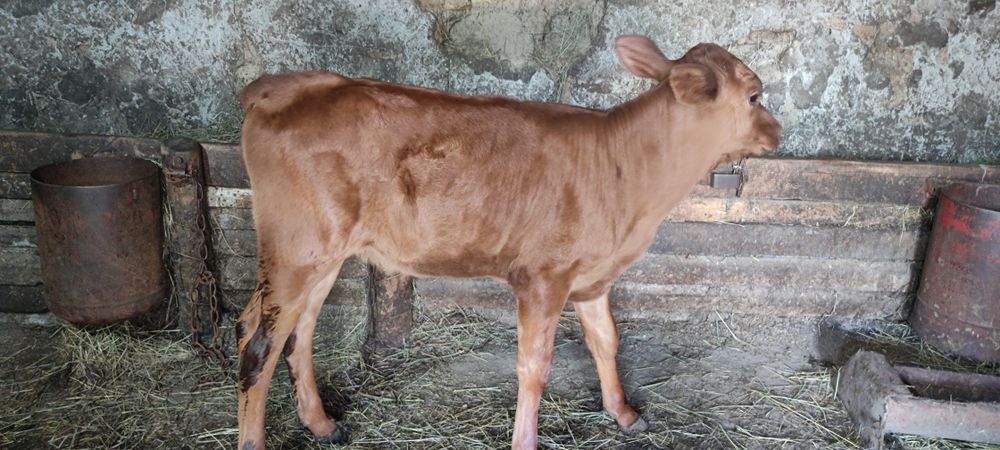 Продам телочку на хозяйство