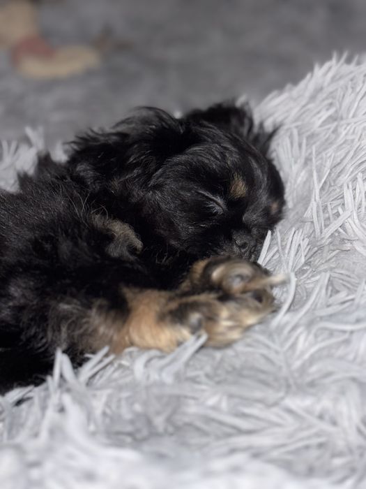 Цуценнята пекінес