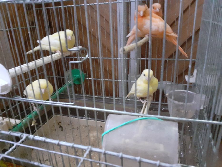 Sprzedam bastardy i kanarki