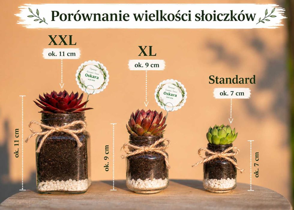 sukulenty podziękowania