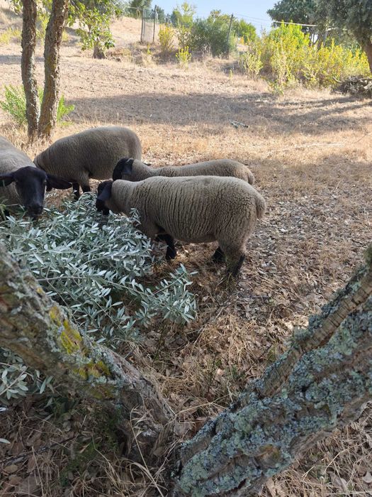Borrego Macho Suffolk