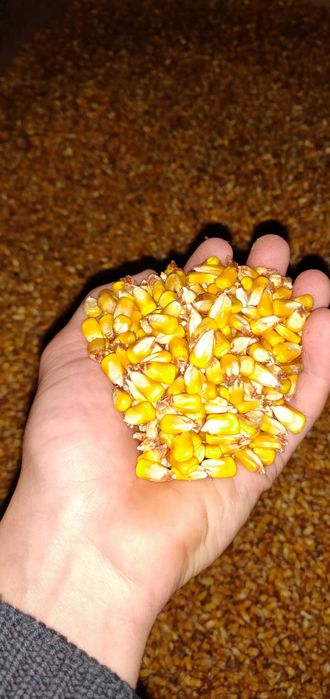 Milho de cunha seco ao sol