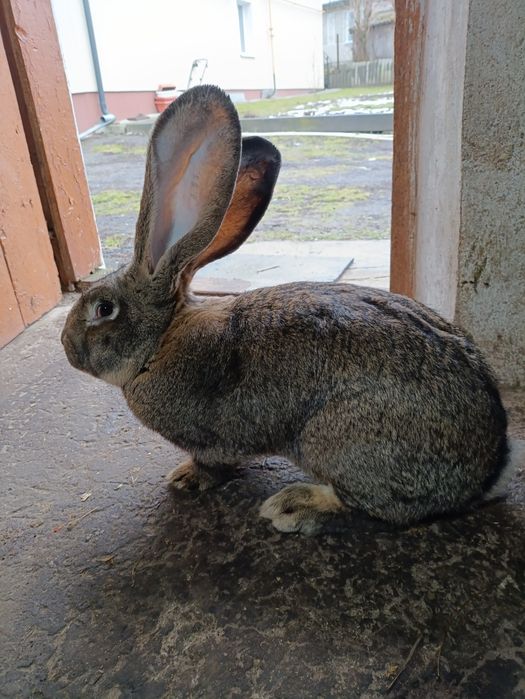 Продам кролі різного віку.