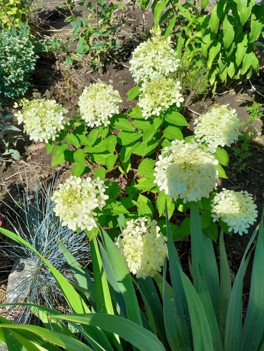 Волотиста  мітловидна гортензія