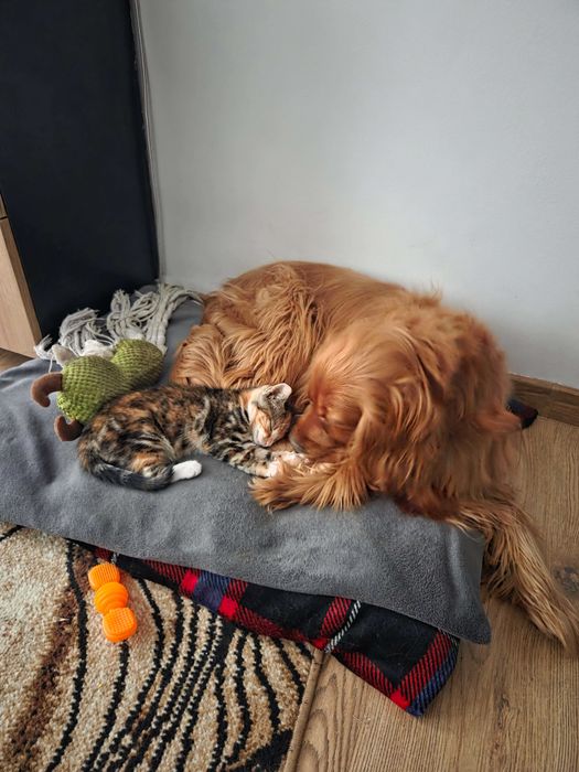 TRUDNY Cocker spaniel do adopcji