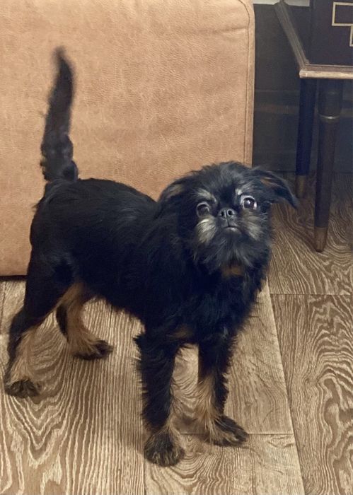 Бельгийский гриффон