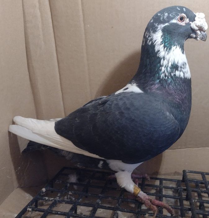 Gołębie staropolskie