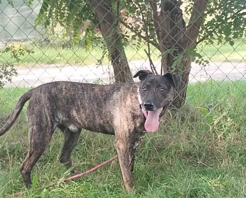 Piękny Prążek szuka domu