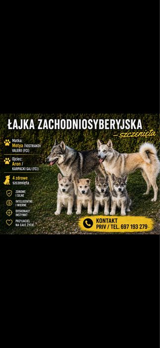 Szczenieta Łajka Zachodniosyberyjska.