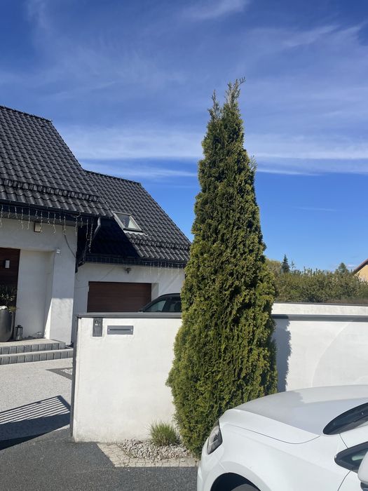 Tuja formowana spirala bonsai  zywoplot pielegnacja cięcie