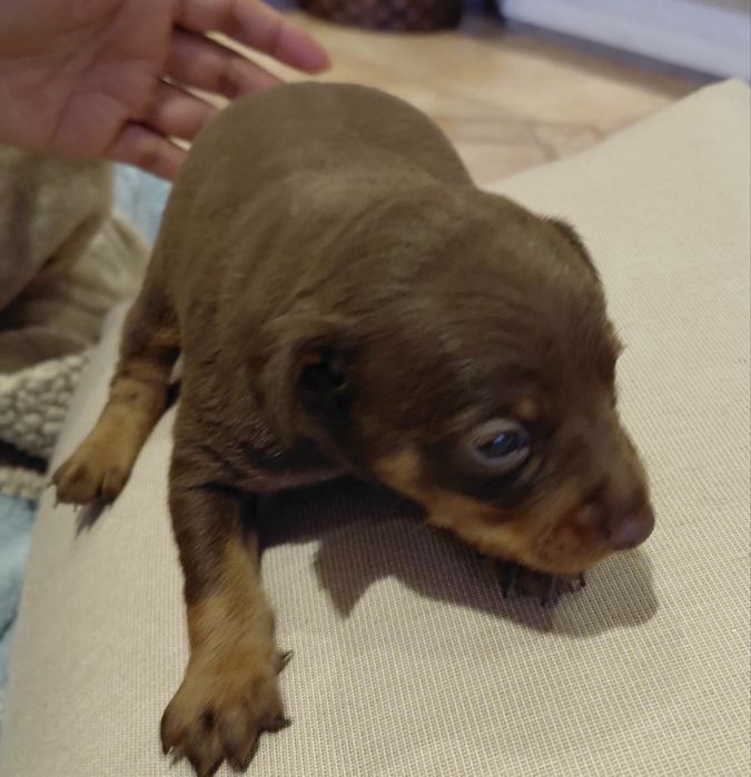 Pincher Mini menino Chocolate