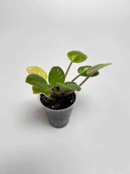 Набір рослин: пілея, фіалка, епіпремнум, філодендрон