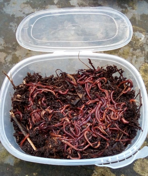 100 Minhocas Californianas — Isco Vivo para Pesca (P, M, XL)