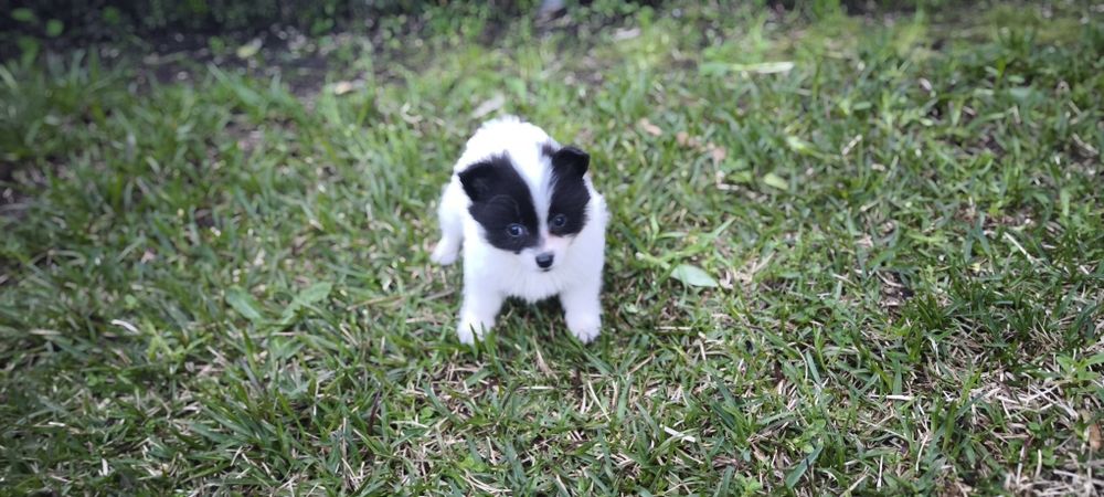 Spitz alemão anão femea Lulu da Pomerânia criado em ambiente familiar