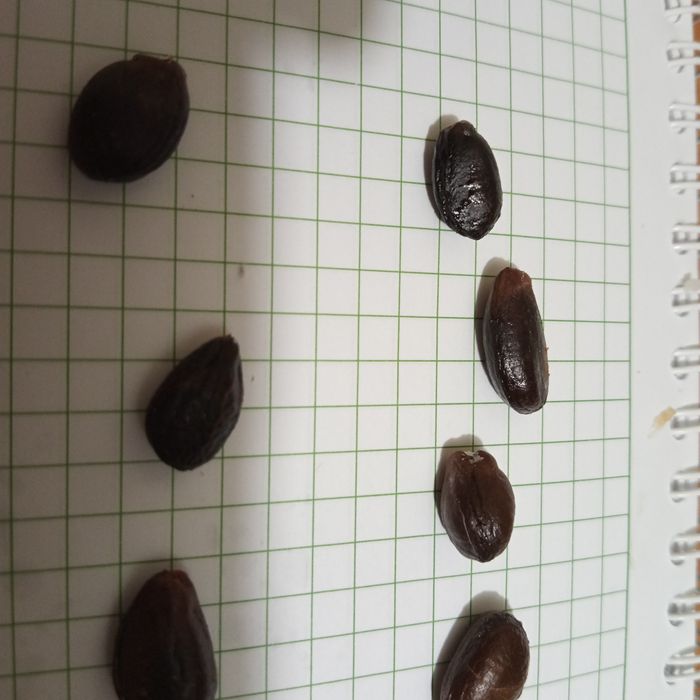 Семена Тенерифе -черримойя