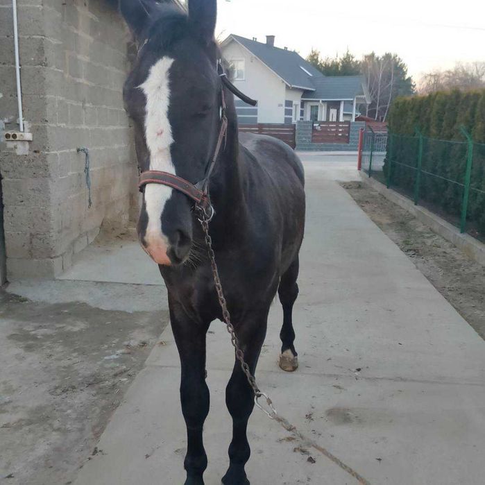 Ogier rasy Śląskiej kary