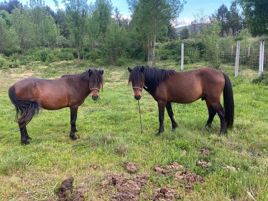 Vendo Garrano macho