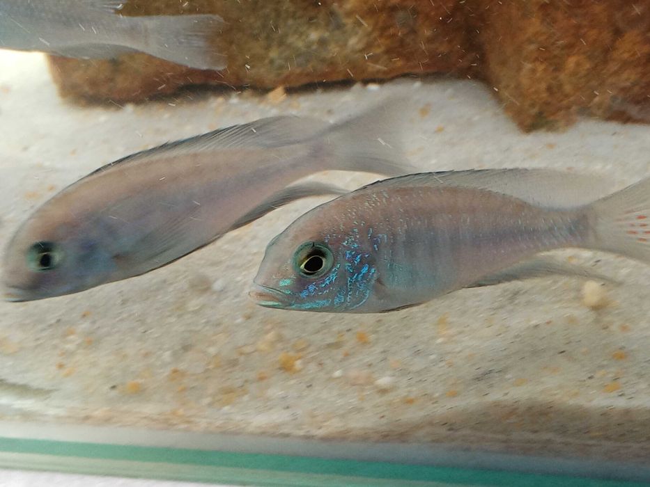 Híbrido de ciclídeo (xCyrtocara moorei) Lake Malawi 9cm