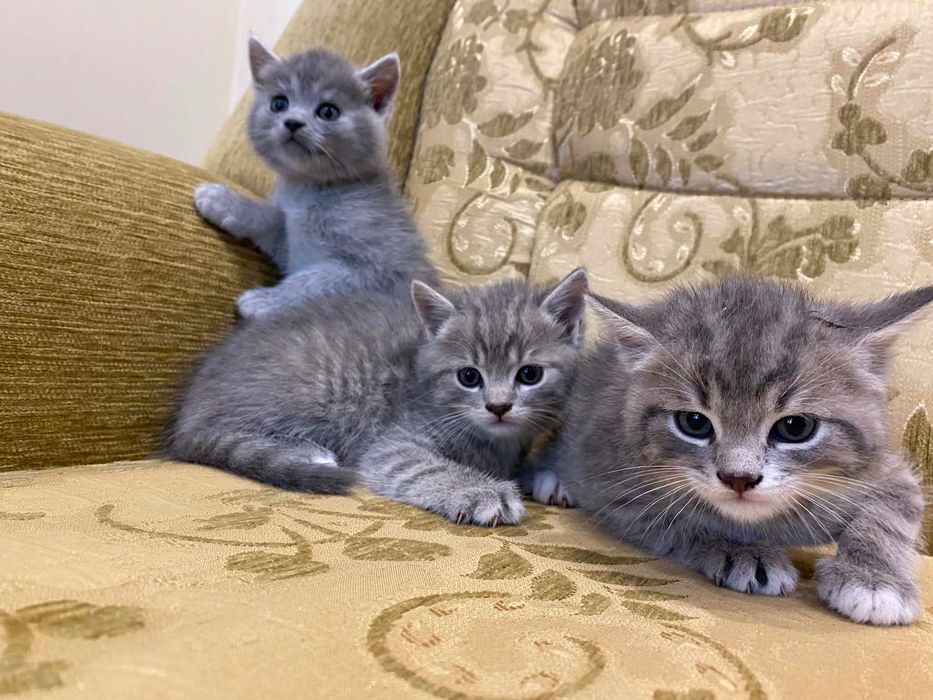 Кошенята шотланської прямовухої