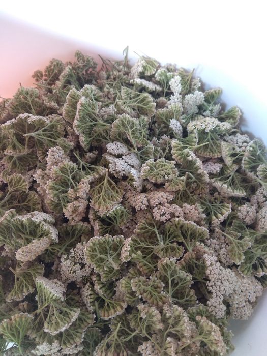 Гидролаты розы, мяты и... сезонные растения