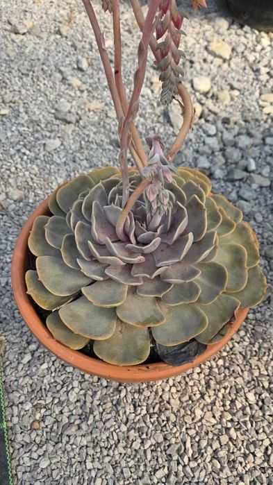 Sukulenty kolekcjonerskie | Echeveria, Crassula, Aeonium, Cotyledon | Egzotyczne rośliny