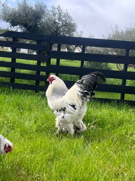 Ovos para incubação - Brahma Light