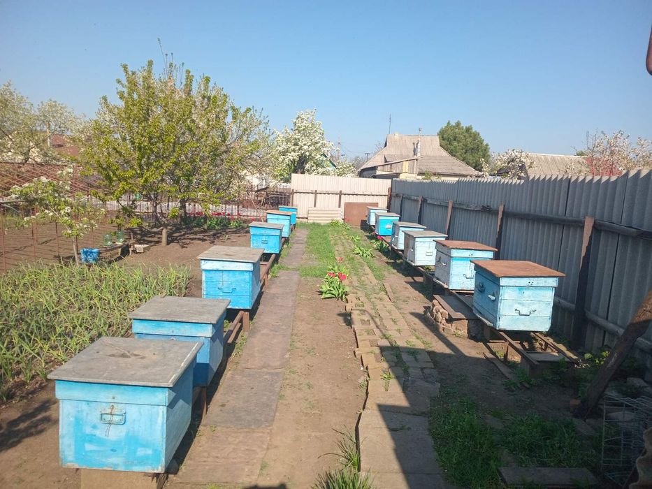 Продажа пчелосемей