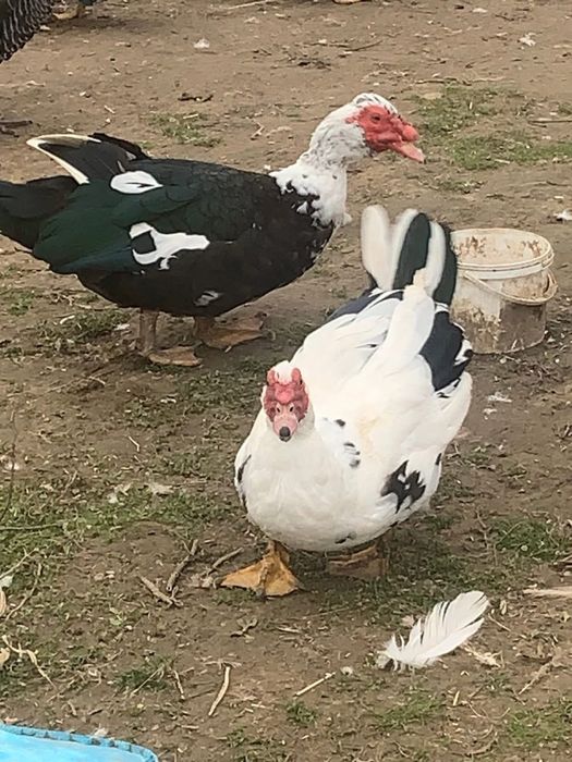 Індики,кури,індокачки(ваговики),кози(5літер молока)