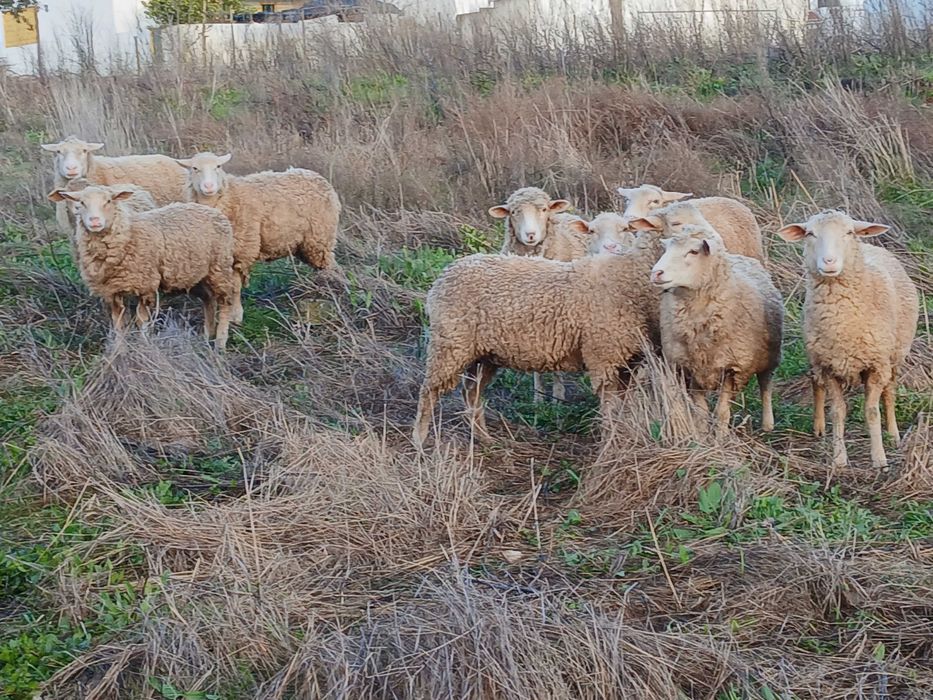 Lot 10 burregas merinas e crusadas