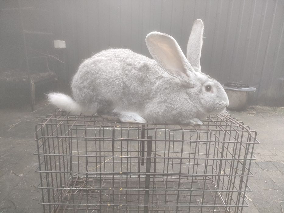 Samce i samiczki Belg olbrzymi szary szynszylowaty