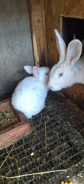 Кролята Каліфорнії,та Термонців.