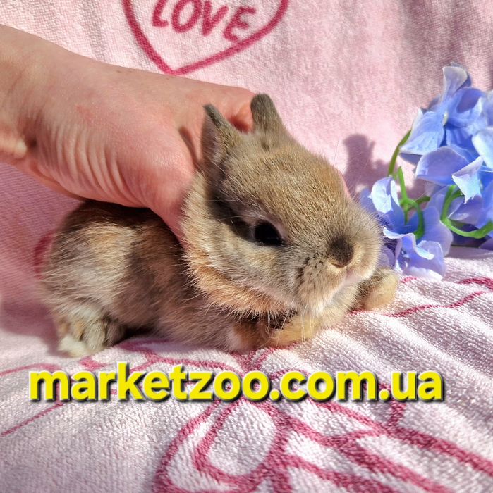 Справжній міні-кролик породи Netherland Dwarf чекає на свого господаря