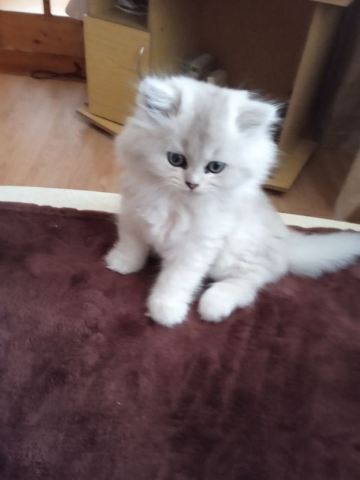 Британська короткошерста
