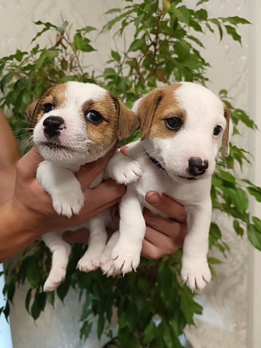 Радость в Ваш дом !