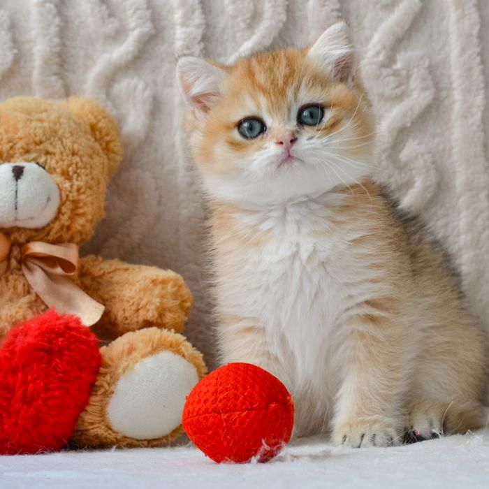 Золотистый шикарный котик