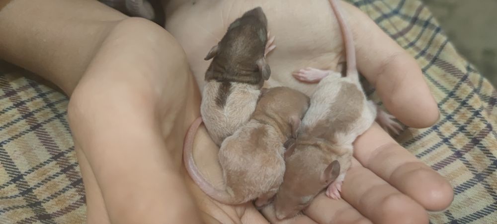 Крыса-сфинкс продажа