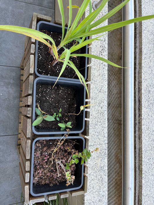 Caixa de plantio de jardim elevado em madeira - para ervas/flores
