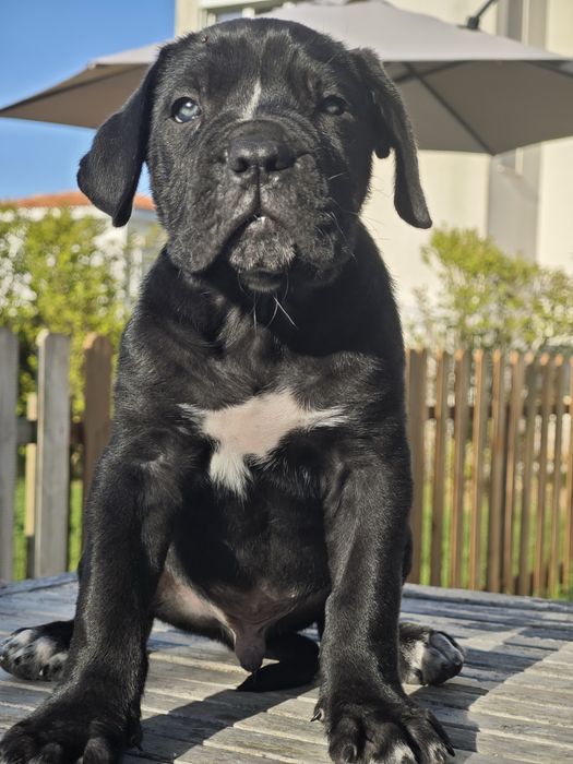 Cane Corso Italiano - Macho preto