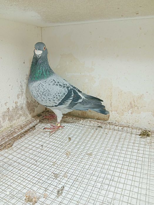 5.Gołębie pocztowe. Samiec Belgia 2020.