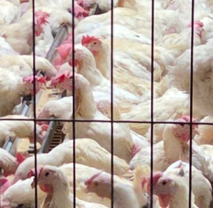 Kury nioski 60 tygodniowe Novogen