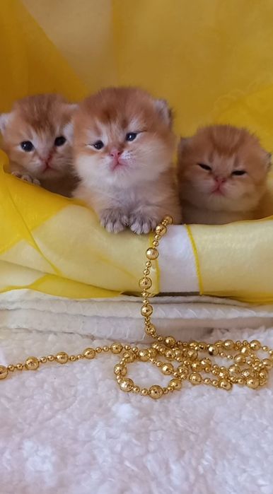 Золоті шиншили дівчинка і хлопчики.