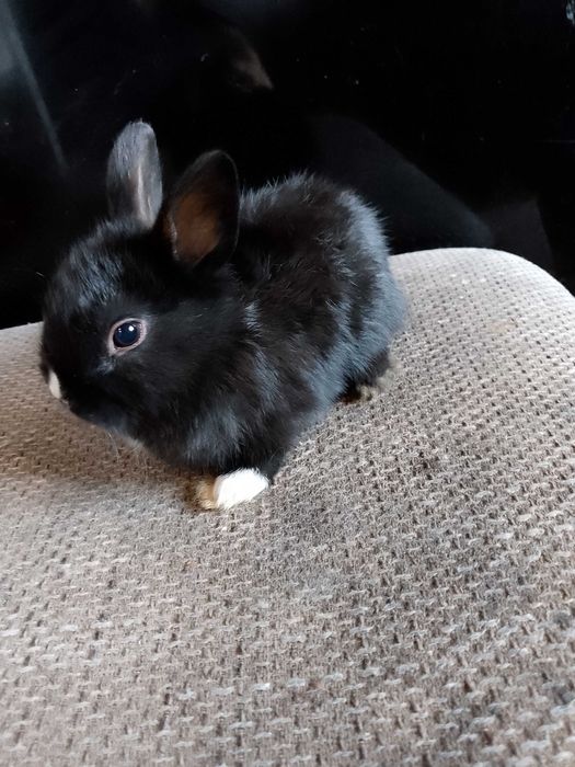 Króliczki miniaturki i mini lopki