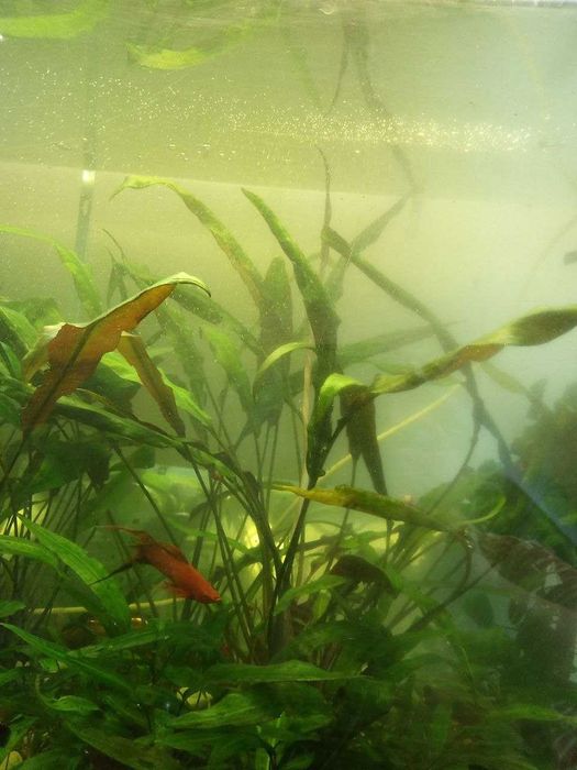Акваріум, рибки та водорослі різних видів
