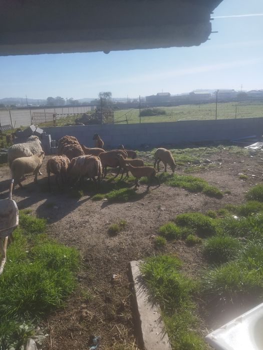 Ovelhas de quinta