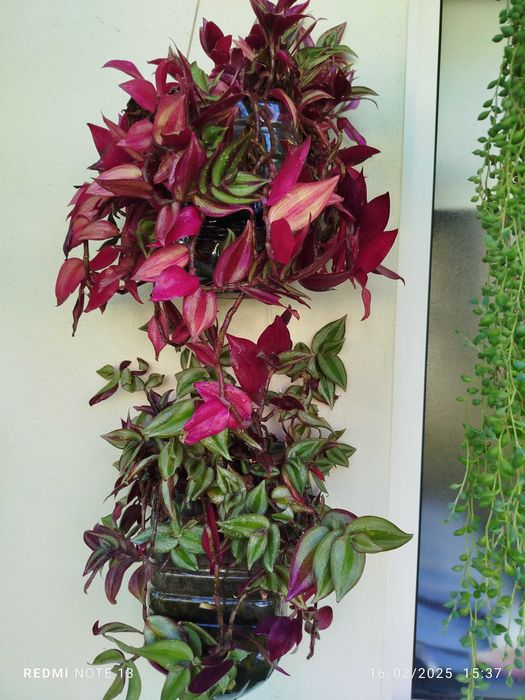 Planta de exterior _ Trandescantia Zebrinis