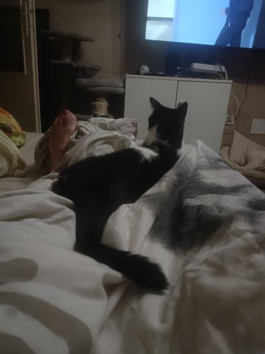 Cudowny kocurek szuka domu