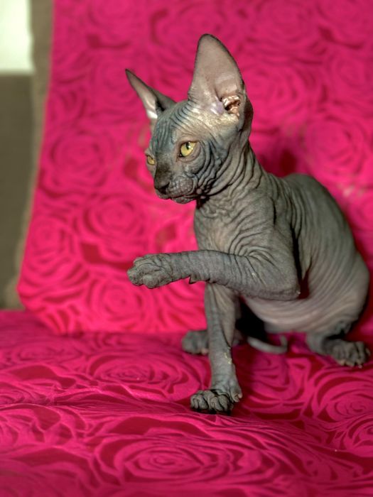 Gata Sphynx com 2 meses