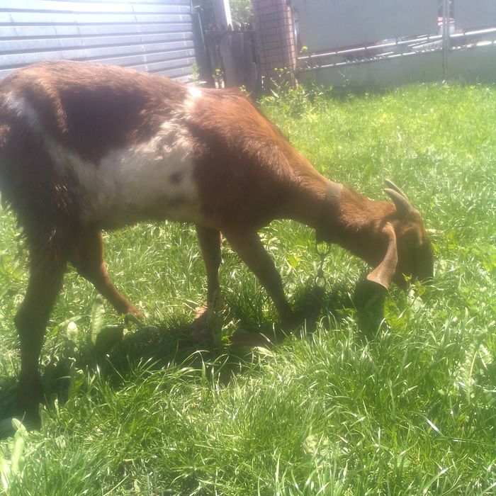 Коза  англонубійська 100%.